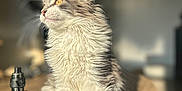 Ryū participe au concours pour gagner de l'argent avec cette photo : abyssinian, ammunition, angora, animal, bottle, cat, computer, computerhardware, computerkeyboard, cosmetics, electronics, figurine, grenade, hardwood, kitten, manx, pet, waterbottle, weapon, wood