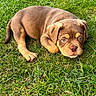 puppy, dog, grass, outdoor, pet, cute, animal, brown, laying, young, fur, nature, canine, eyes, adorable, mammal, snout, ears, paw, relaxing