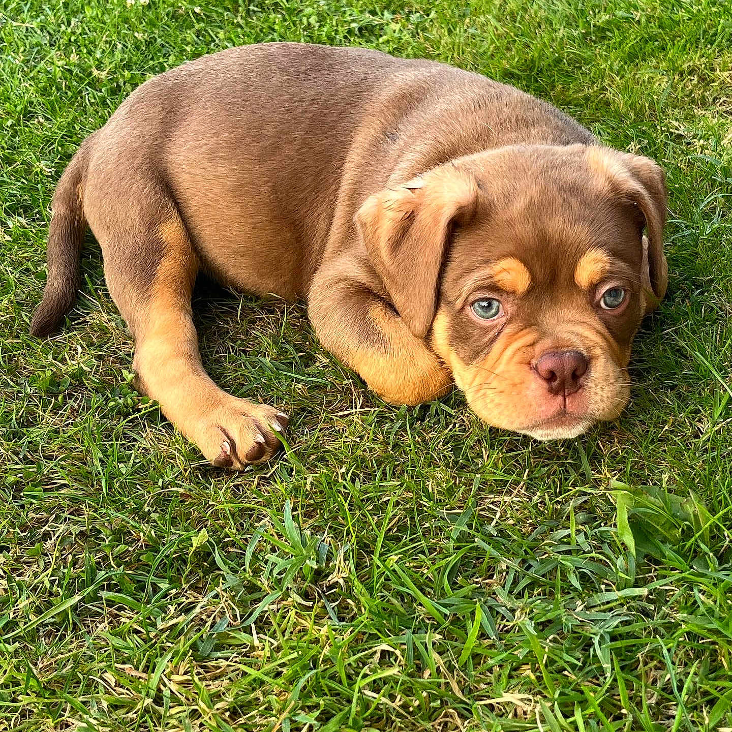Hulk a rejoint le concours — aidez-le/la à gagner de superbes lots ! adorable, animal, brown, canine, cute, dog, ears, eyes, fur, grass, laying, mammal, nature, outdoor, paw, pet, puppy, relaxing, snout, young