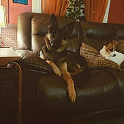 Zelda joined the competition — help win amazing prizes! animal, black, brown, canine, companion, couch, cozy, curious, decor, dog, furniture, home, indoor, leather, living_room, pet, pillow, relaxed, resting, white