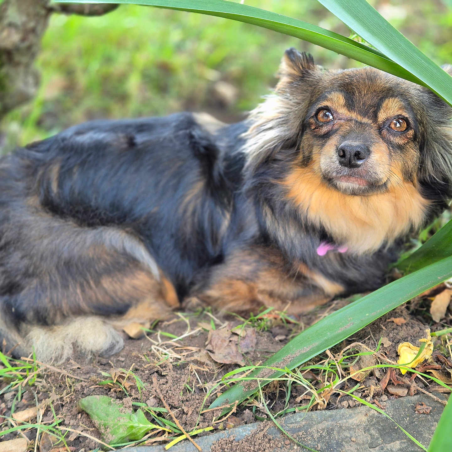 Saphira a rejoint le concours — aidez-le/la à gagner de superbes lots ! animal, black, brown, canine, closeup, curious, dog, earth, eyes, fur, garden, grass, ground, laying, leaf, nature, outdoor, pet, plants, portrait