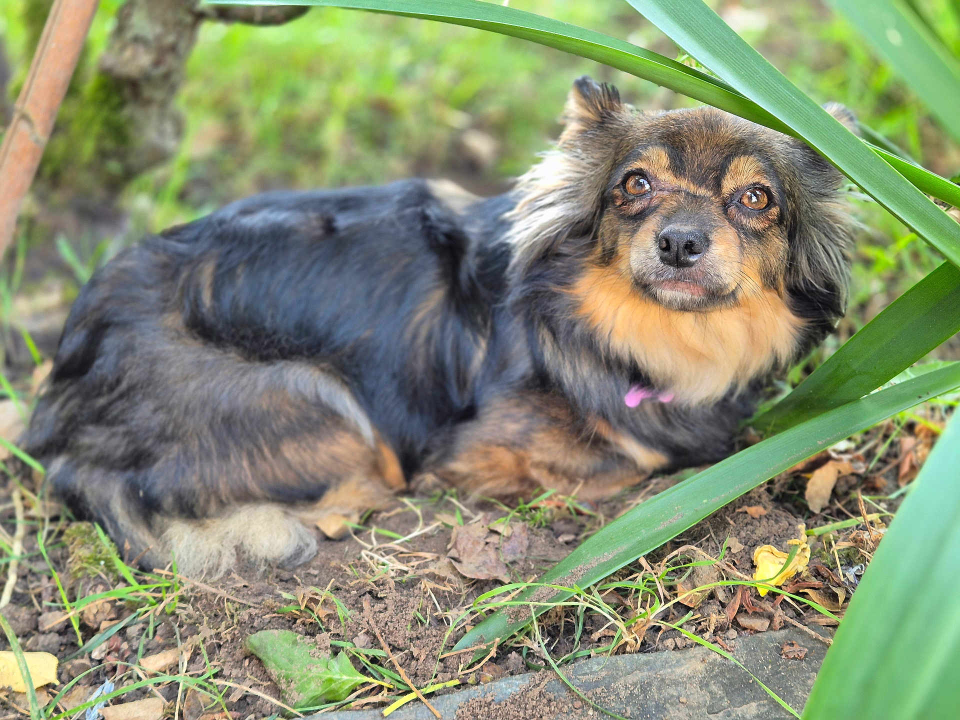 Saphira a rejoint le concours — aidez-le/la à gagner de superbes lots ! dog, animal, pet, outdoor, grass, plants, earth, fur, brown, black, nature, leaf, ground, canine, eyes, portrait, laying, closeup, garden, curious