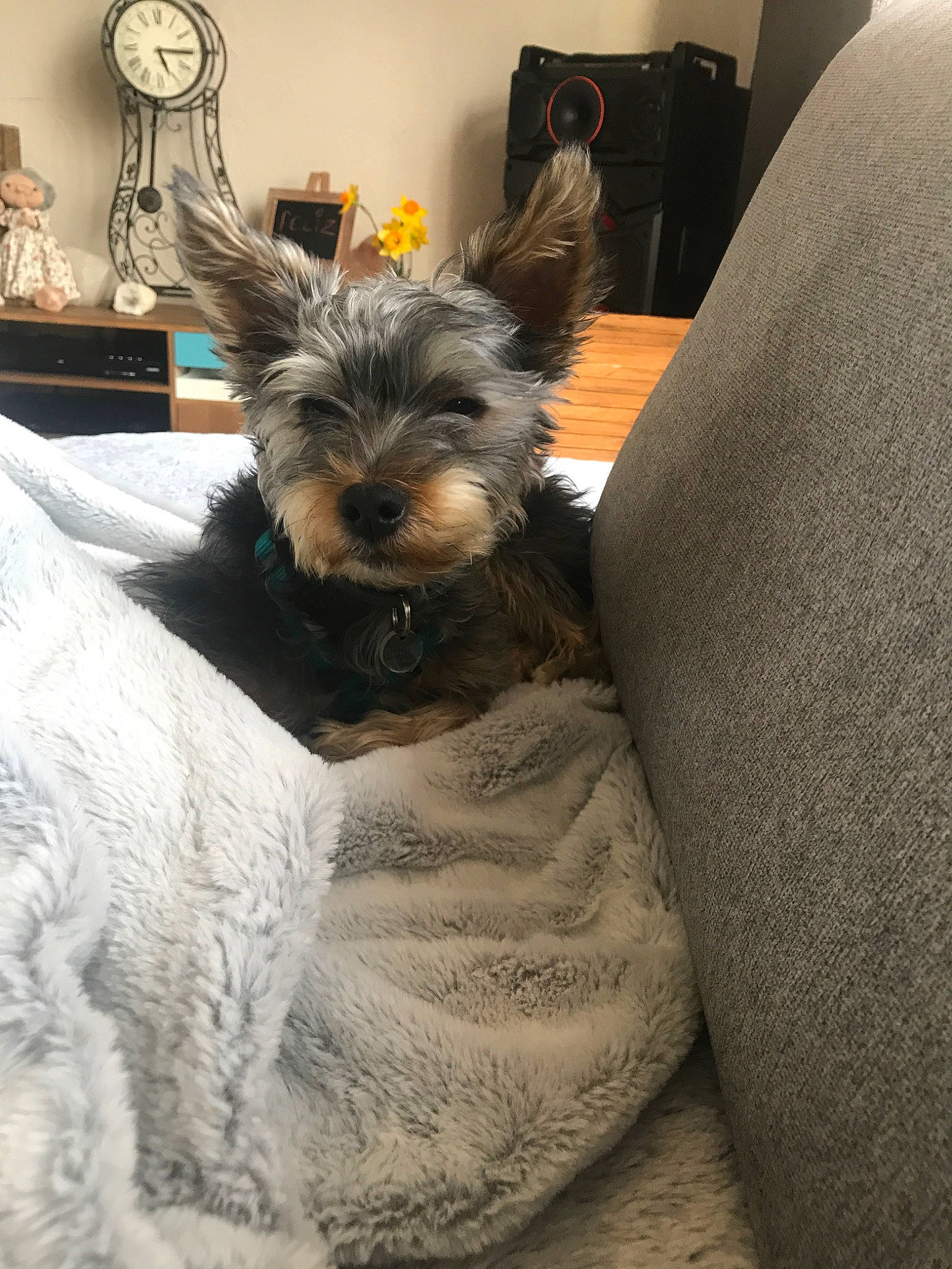 Chicco participe au concours pour gagner de l'argent avec cette photo : australian_silky_terrier, australian_terrier, biewer_terrier, cairn_terrier, canidae, carnivore, companion_dog, dog, dog_breed, mammal, morkie, norwich_terrier, puppy, schnoodle, small_terrier, terrier, toy_dog, vertebrate, yorkipoo, yorkshire_terrier