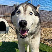 Paxton is registered to the contest to win money with this photo: dog, siberian_husky, blue_eyes, close_up, outdoor, fence, doghouse, grass, sunny, pet, canine, happy, smiling, tongue_out, fur, animal, portrait, nature, daylight, playful