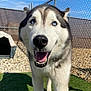 dog, siberian_husky, blue_eyes, close_up, outdoor, fence, doghouse, grass, sunny, pet, canine, happy, smiling, tongue_out, fur, animal, portrait, nature, daylight, playful