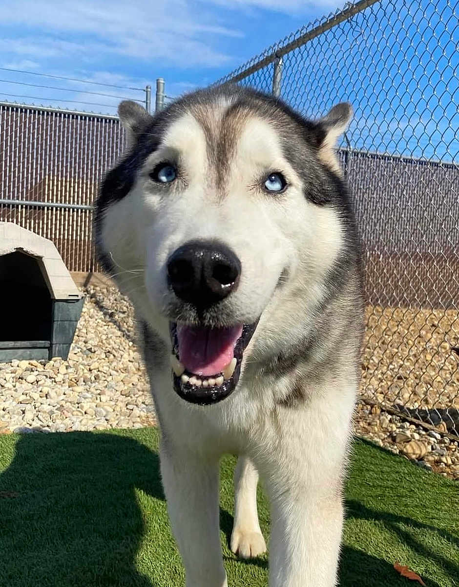 Paxton is registered to the contest to win money with this photo: dog, siberian_husky, blue_eyes, close_up, outdoor, fence, doghouse, grass, sunny, pet, canine, happy, smiling, tongue_out, fur, animal, portrait, nature, daylight, playful