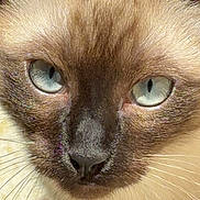 Suki joined the competition — help win amazing prizes! cat, siamese_cat, close_up, animal, pet, blue_eyes, fur, whiskers, face, cute, domestic_animal, mammal, portrait, looking, indoor, feline, nose, ears, head, curious