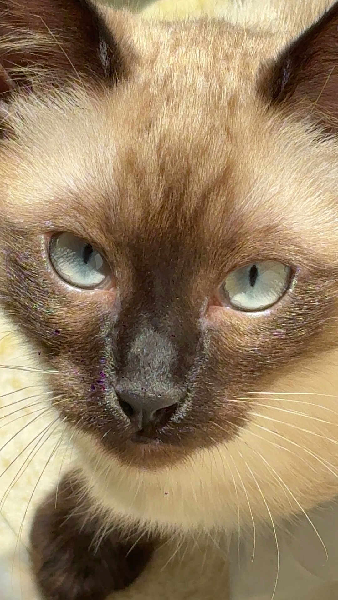 Suki joined the competition — help win amazing prizes! cat, siamese_cat, close_up, animal, pet, blue_eyes, fur, whiskers, face, cute, domestic_animal, mammal, portrait, looking, indoor, feline, nose, ears, head, curious