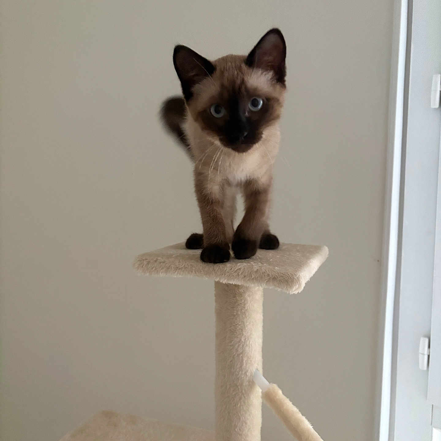 Suki participe au concours pour gagner de l'argent avec cette photo : animal, beige, blue_eyes, cat, cat_tree, claws, curious, ears, feline, fur, indoor, kitten, looking, pet, platform, playful, siamese, standing, whiskers, young