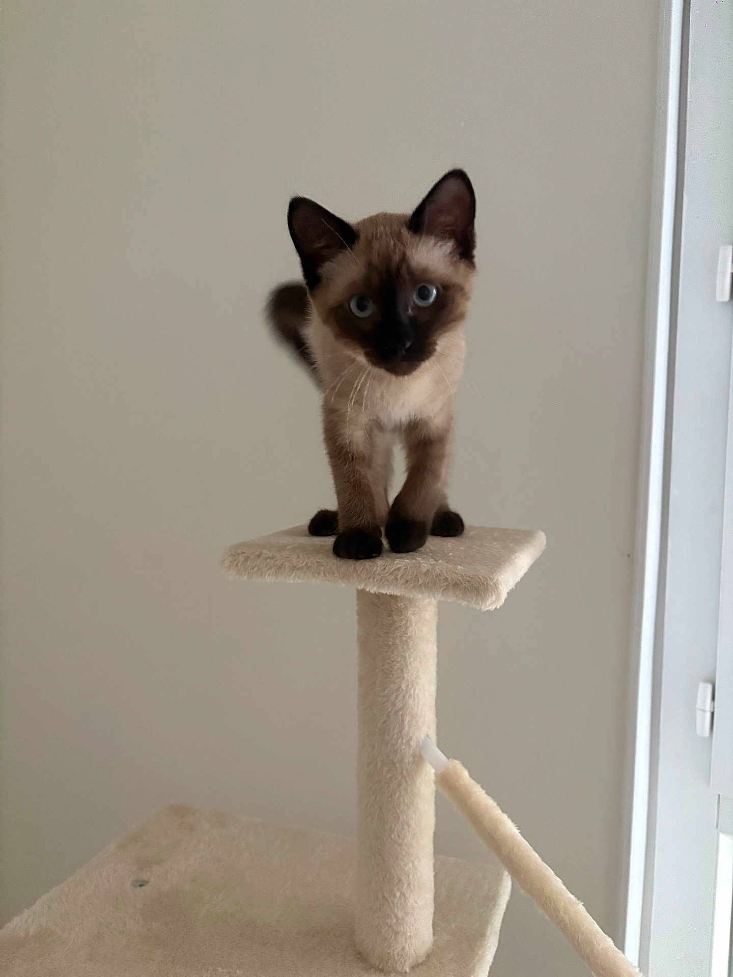 Suki