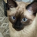 Malila B.