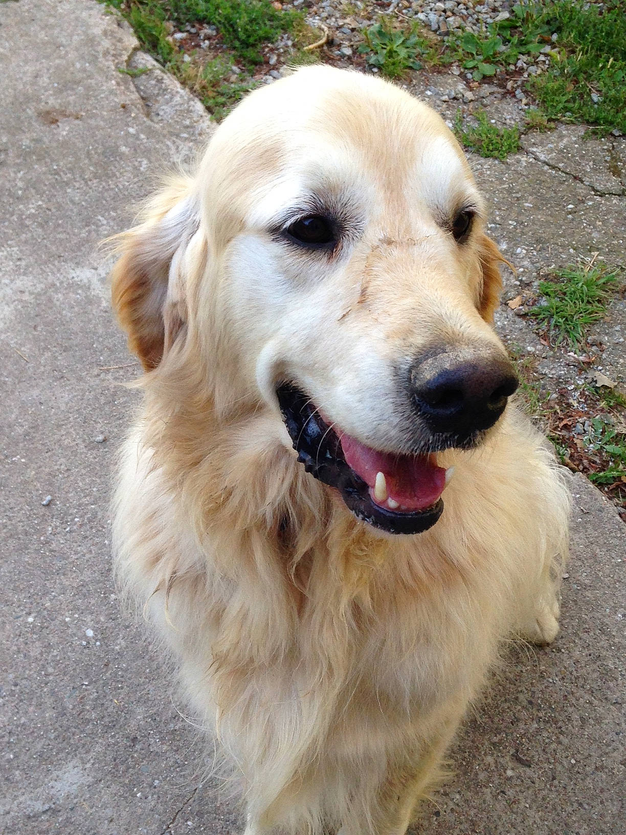 Jehol a rejoint le concours — aidez-le/la à gagner de superbes lots ! ancient_dog_breeds, canidae, carnivore, companion_dog, dog, dog_breed, fawn, flat_coated_retriever, golden_retriever, labrador_retriever, mammal, maremma_sheepdog, rare_breed_dog, retriever, snout, sporting_group, vertebrate