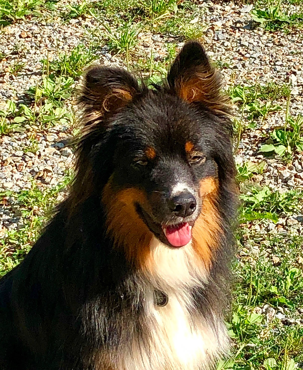 Akela a rejoint le concours — aidez-le/la à gagner de superbes lots ! australian_collie, bohemian_shepherd, canidae, carnivore, collie, companion_dog, dog, dog_breed, herding_dog, mammal, rare_breed_dog, scotch_collie, shetland_sheepdog, vertebrate