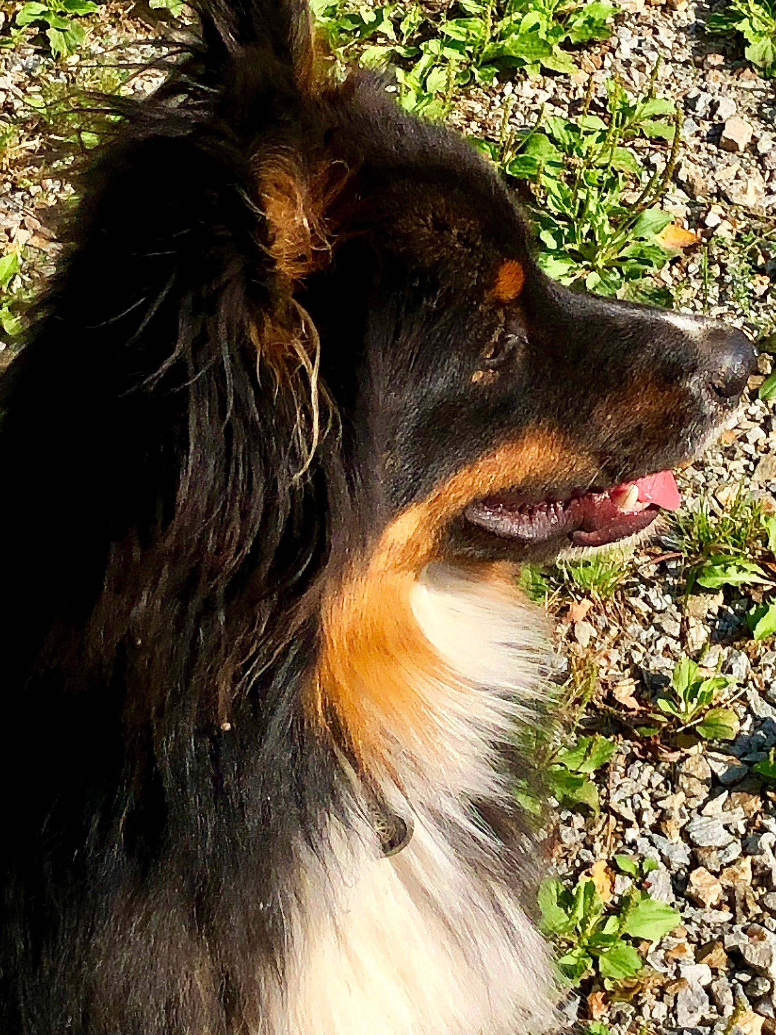 Akela participe au concours pour gagner de l'argent avec cette photo : australian_collie, australian_shepherd, border_collie, canidae, carnivore, collie, companion_dog, dog, dog_breed, english_shepherd, grass, herding_dog, mammal, plant, rare_breed_dog, rough_collie, scotch_collie, shetland_sheepdog, snout, sporting_group