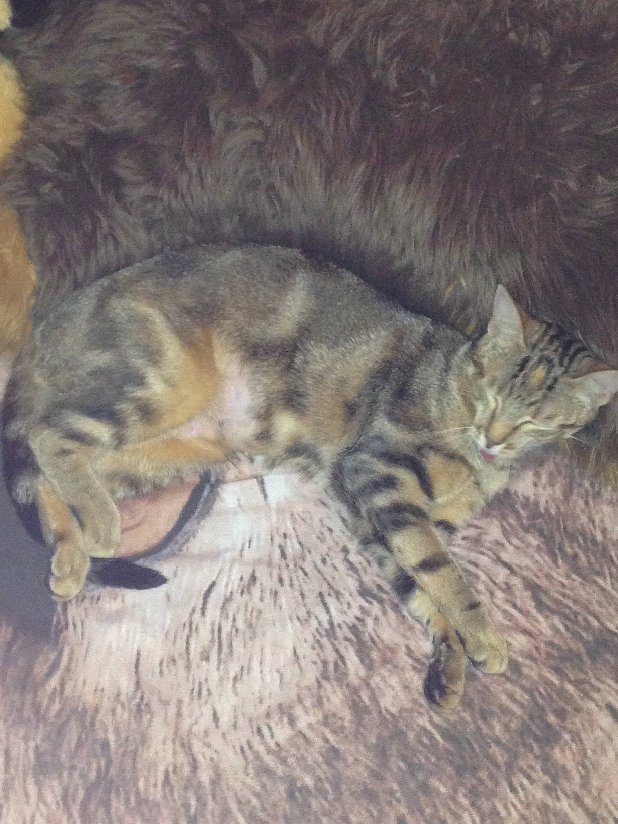 Agua-azul a rejoint le concours — aidez-le/la à gagner de superbes lots ! carnivore, cat, claw, domestic_long_haired_cat, domestic_short_haired_cat, dragon_li, european_shorthair, felidae, fur, kitten, norwegian_forest_cat, pixie_bob, sleep, small_to_medium_sized_cats, tabby_cat, tail, whiskers, wild_cat