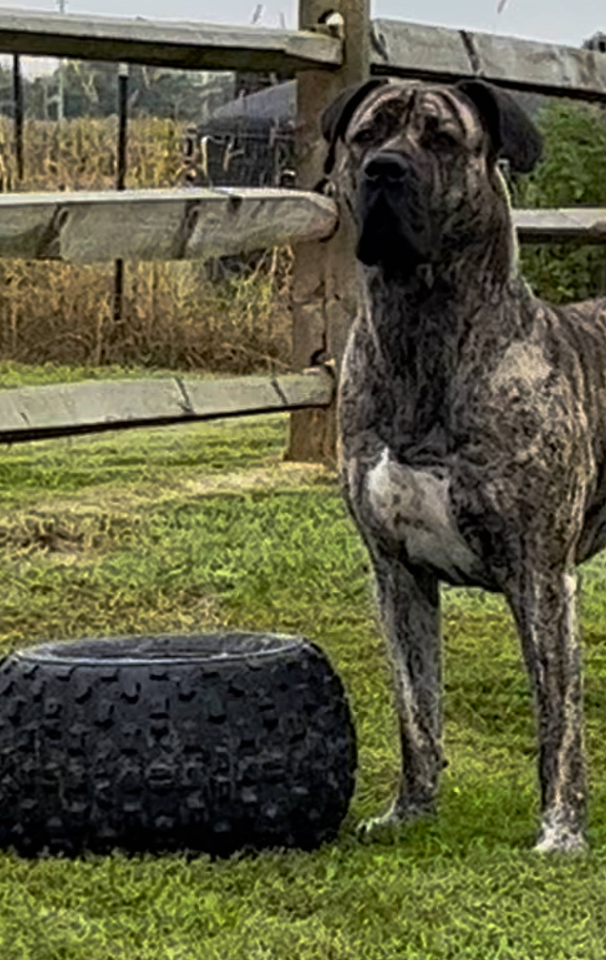 Loki joined the competition — help win amazing prizes! animal, brindle, canine, daylight, dog, domestic_animal, fence, field, grass, greenery, large_dog, nature, outdoor, pet, quiet, rural, standing, tire, watchful, wood