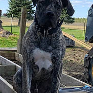 Loki is registered to the contest to win money with this photo: dog, brindle, outdoor, wood, grass, trees, sky, clouds, collar, animal, pet, construction, rural, nature, sitting, canine, ears, paws, fence, metal
