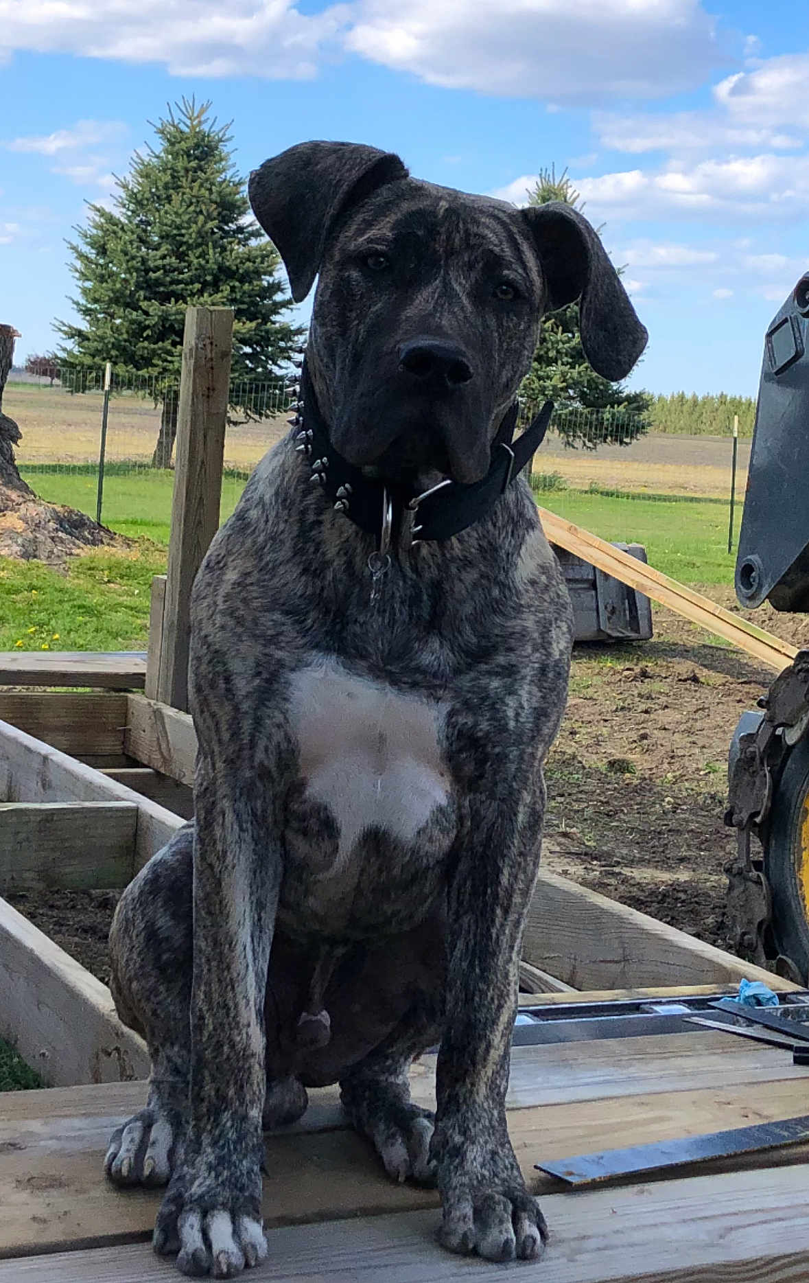 Loki is registered to the contest to win money with this photo: dog, brindle, outdoor, wood, grass, trees, sky, clouds, collar, animal, pet, construction, rural, nature, sitting, canine, ears, paws, fence, metal