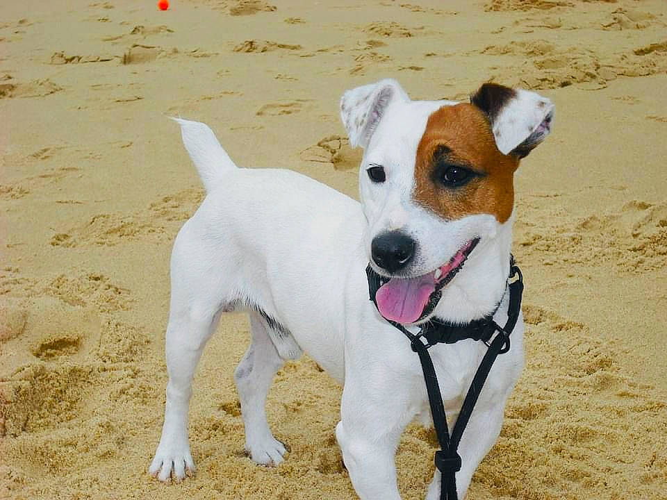 Enjoy participe au concours pour gagner de l'argent avec cette photo : canidae, carnivore, collar, companion_dog, dog, dog_breed, dog_collar, dog_supply, fawn, irishjacks, leash, paw, pet_supply, snout, sporting_group, tail, terrestrial_animal, terrier, whiskers, working_animal