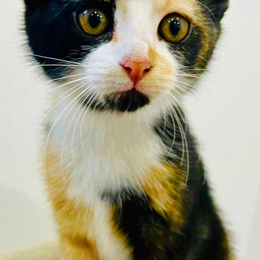 Wendy participe au concours pour gagner de l'argent avec cette photo : abyssinian, angora, animal, brasssection, cat, horn, kitten, manx, musicalinstrument, pet, siamese, snout