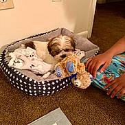 Cjay joined the competition — help win amazing prizes! puppy, dog, pet, dog_bed, blanket, plush_toy, teddy_bear, child_hands, carpet, indoor, wall_outlet, pajamas, paw, sleepy, cozy, cuddly, stuffed_animal, soft_toy, doorway, home