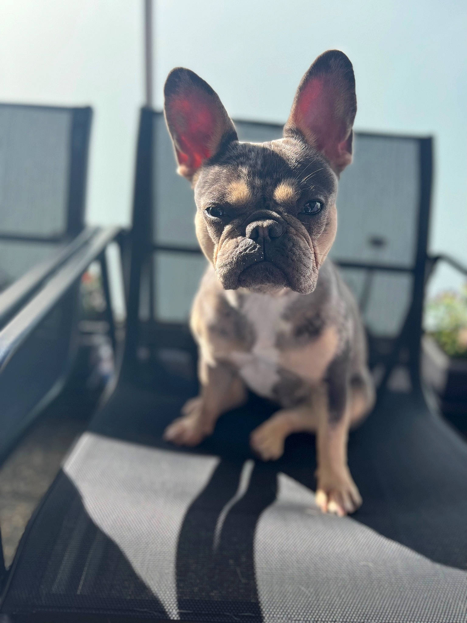 Lolita a rejoint le concours — aidez-le/la à gagner de superbes lots ! bulldog, canidae, carnivore, companion_dog, dog, dog_breed, ear, electric_blue, fawn, flowerpot, french_bulldog, grass, houseplant, non_sporting_group, snout, sporting_group, terrestrial_animal, toy_dog, whiskers, working_animal