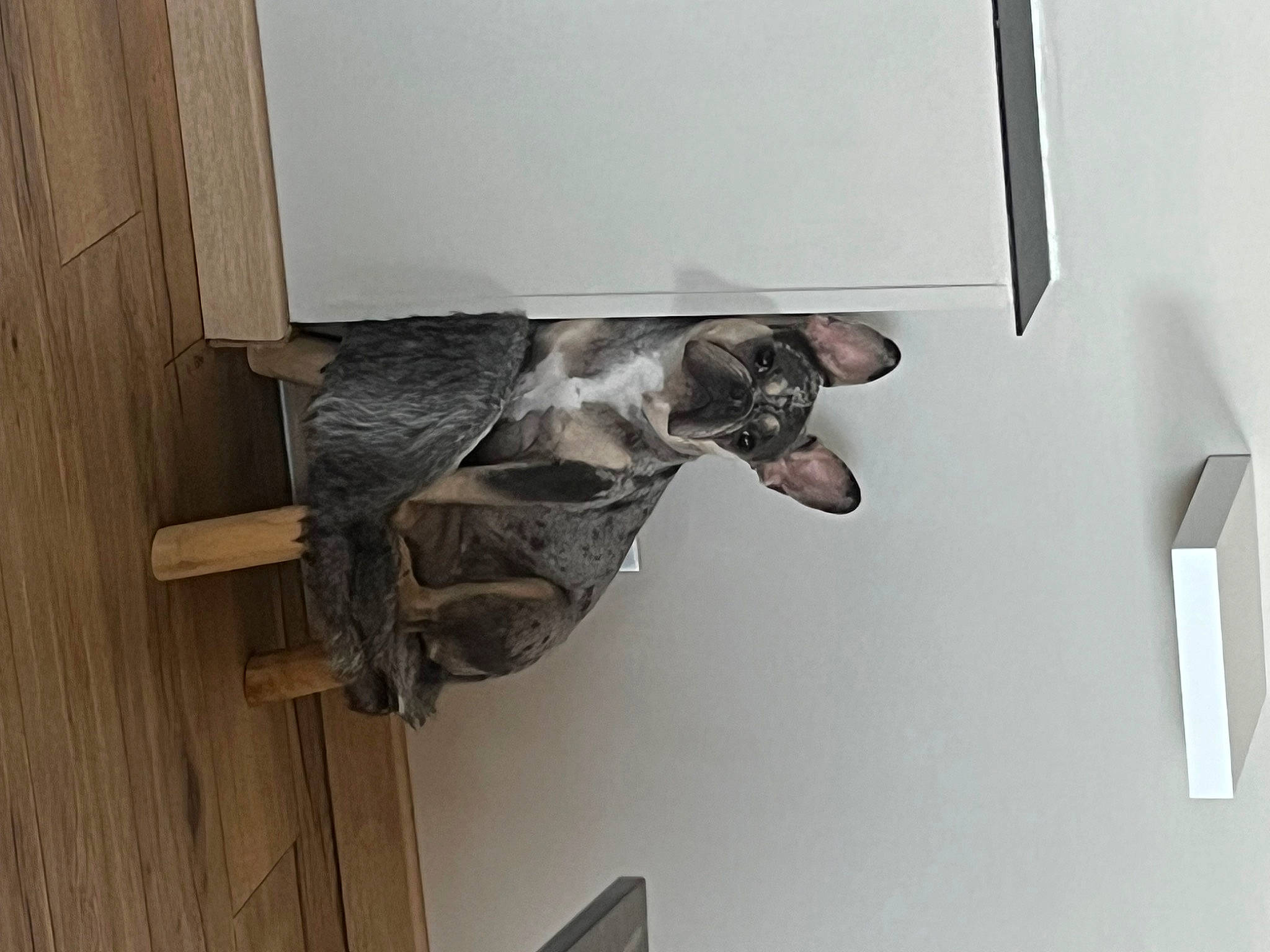 Lolita participe au concours pour gagner de l'argent avec cette photo : carnivore, ceiling, dog, dog_breed, door_handle, flooring, hardwood, metal, plank, plywood, room, sporting_group, tail, window, wood, wood_flooring, wood_stain