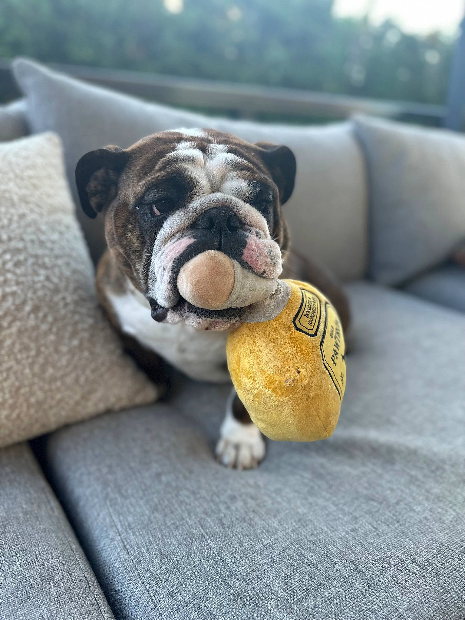 Aunna is registered to the contest to win money with this photo: ball, bulldog, canidae, carnivore, collar, comfort, companion_dog, dog, dog_breed, fawn, paw, snout, sporting_group, tail, tennis_ball, terrestrial_animal, toy, toy_dog, whiskers, wrinkle