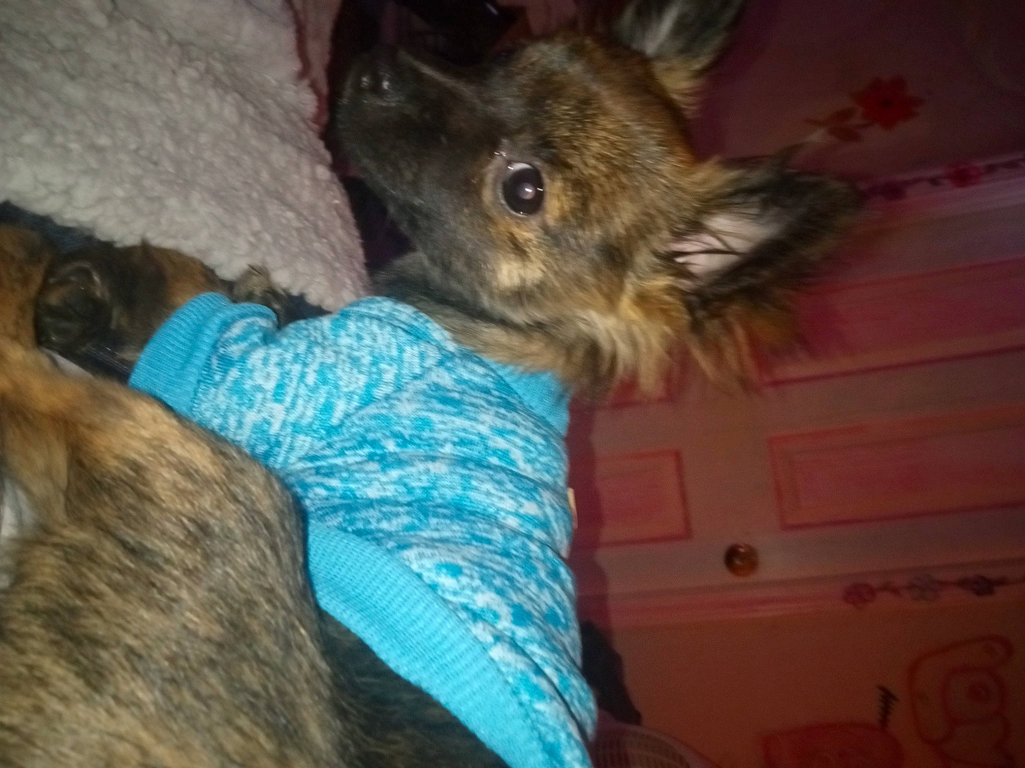 Toby is registered to the contest to win money with this photo: canidae, carnivore, claw, comfort, companion_dog, dog, dog_breed, fawn, felidae, fur, liver, paw, small_terrier, snout, sporting_group, tail, terrestrial_animal, terrier, toy_dog, whiskers