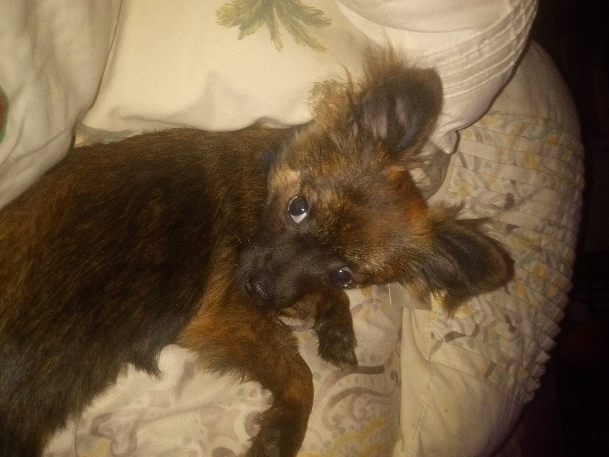 Toby joined the competition — help win amazing prizes! bed, canidae, carnivore, comfort, companion_dog, dog, dog_breed, duvet, fawn, felidae, fur, liver, paw, sporting_group, tail, terrestrial_animal, terrier, toy_dog, whiskers, working_animal