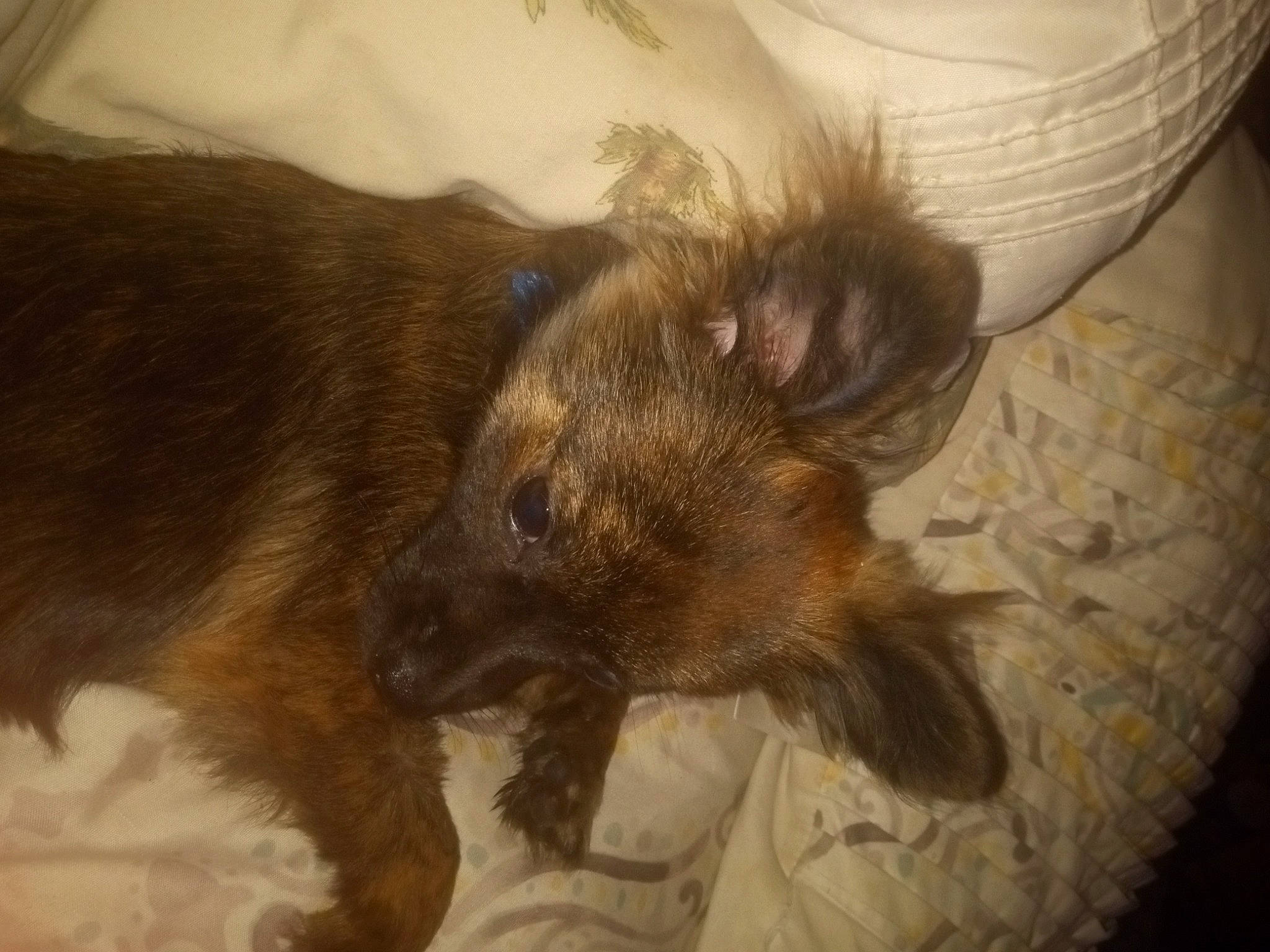 Toby is registered to the contest to win money with this photo: canidae, claw, comfort, companion_dog, corgi_chihuahua, dog, dog_breed, ear, fur, liver, paw, puppy, tail, terrestrial_animal, whiskers, working_animal