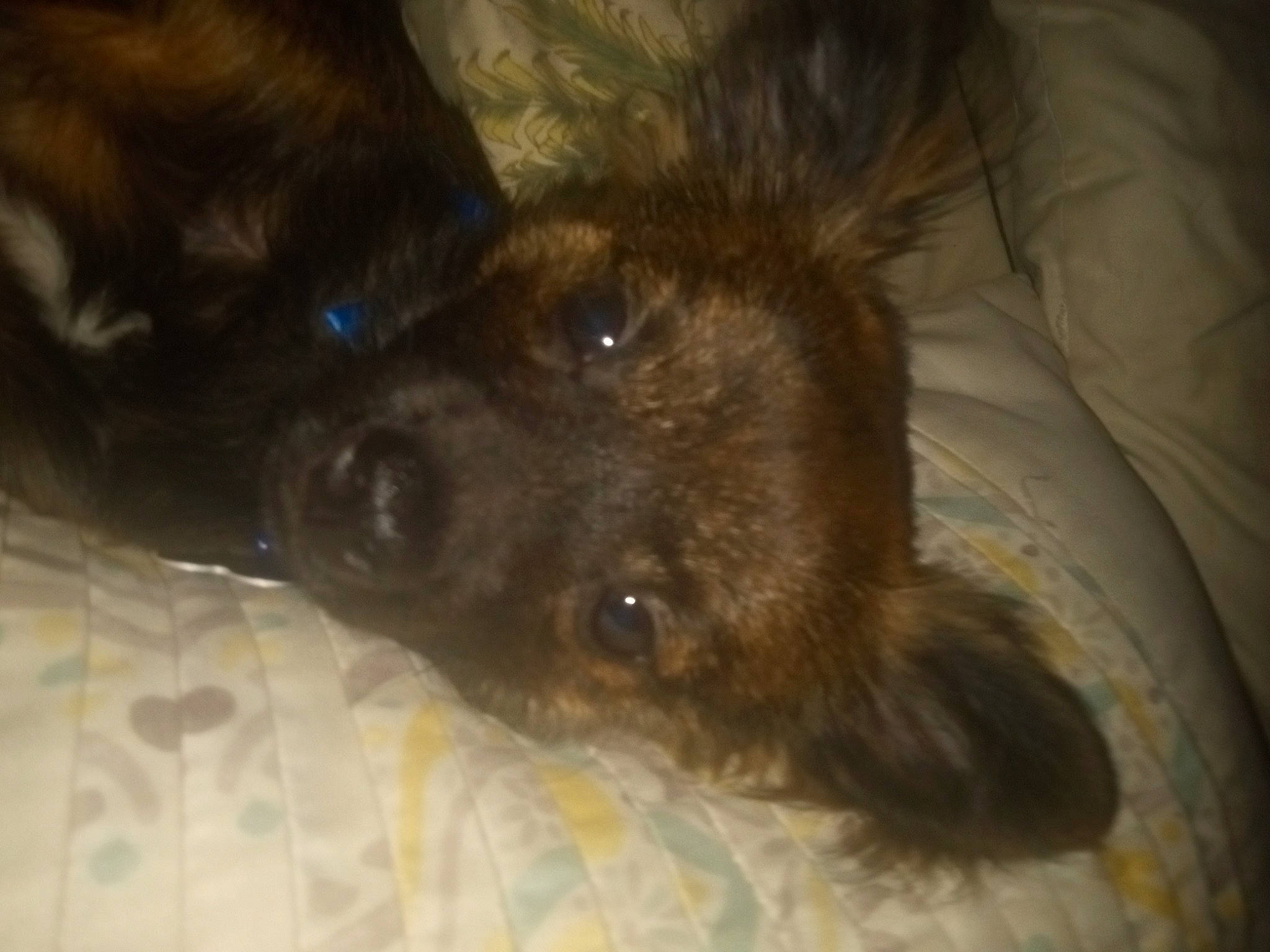 Toby joined the competition — help win amazing prizes! companion_dog, dog, dog_breed, estrela_mountain_dog, fur, liver, non_sporting_group, puppy, sporting_group, terrestrial_animal, whiskers, working_animal