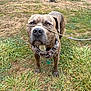 dog, brindle, leash, rope, grass, outdoor, pet, canine, animal, cat, feline, background, nature, serious, standing, collar, curious, judging, field, daylight