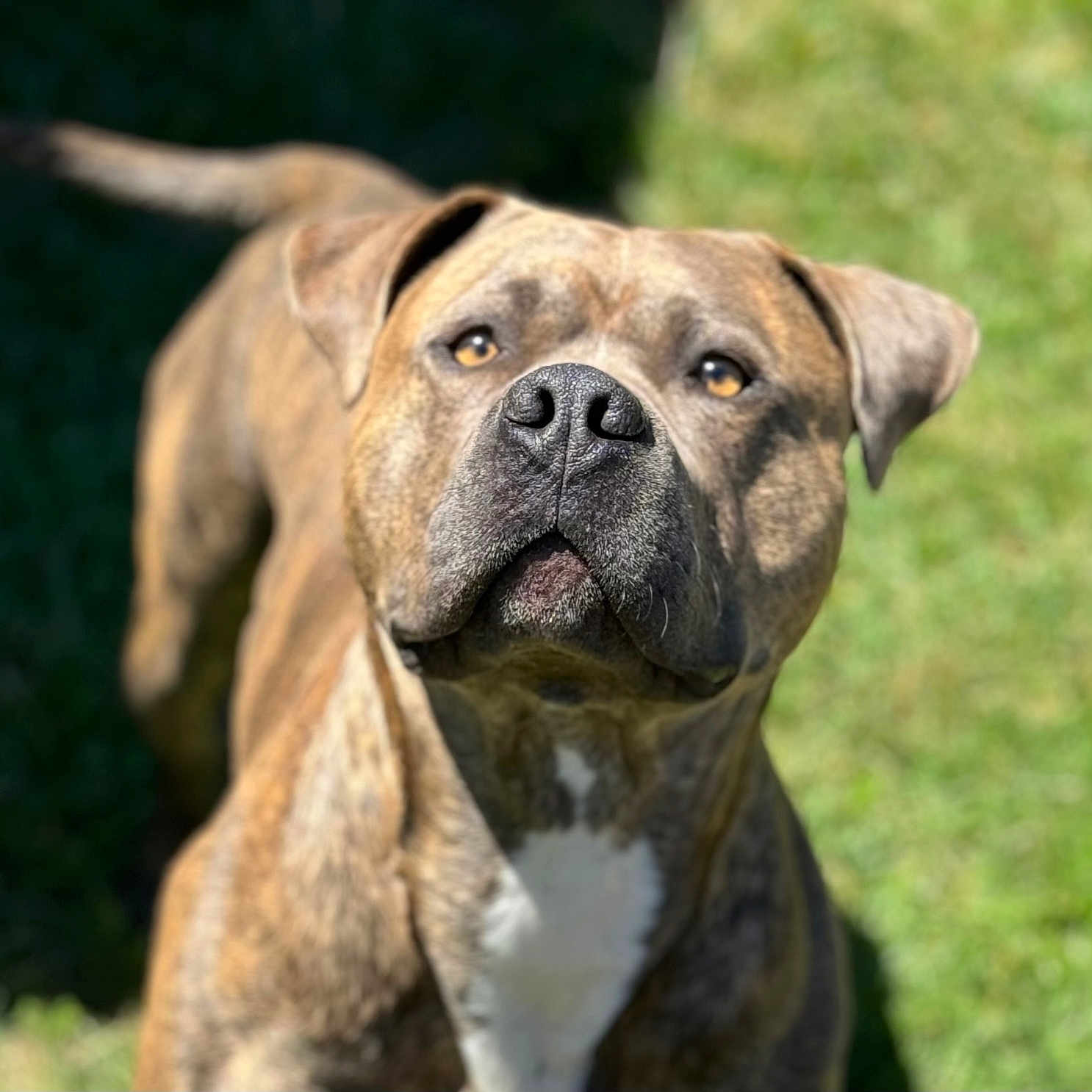 Bullet Aka Bobo is registered to the contest to win money with this photo: alert, animal, brindle, canine, closeup, companion, cute, dog, domestic, ears, friendly, fur, grass, mammal, nature, outdoor, pet, portrait, sunlight, whiskers