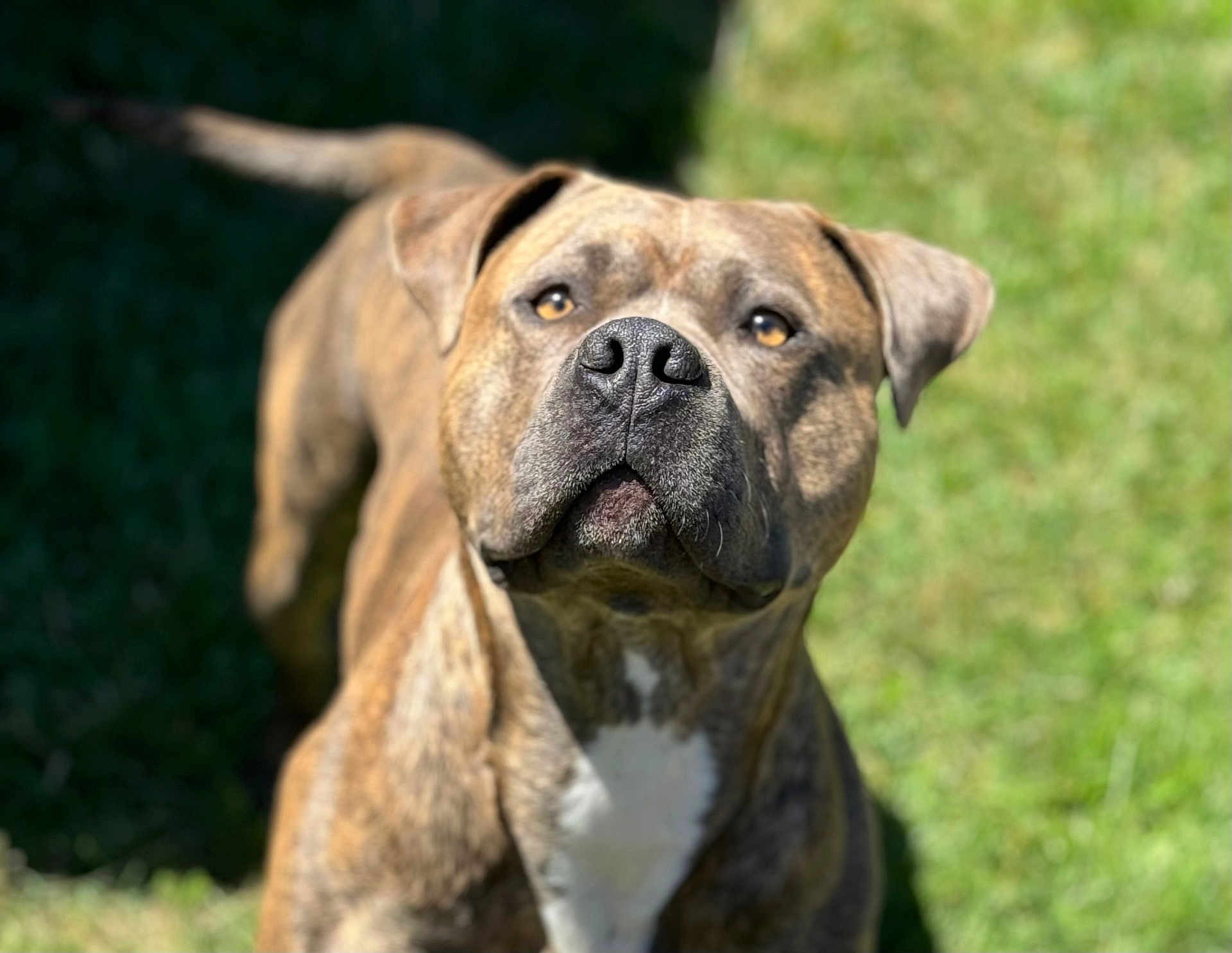 Bullet Aka Bobo is registered to the contest to win money with this photo: dog, brindle, pet, animal, outdoor, grass, canine, mammal, nature, sunlight, portrait, alert, friendly, companion, domestic, closeup, cute, fur, ears, whiskers