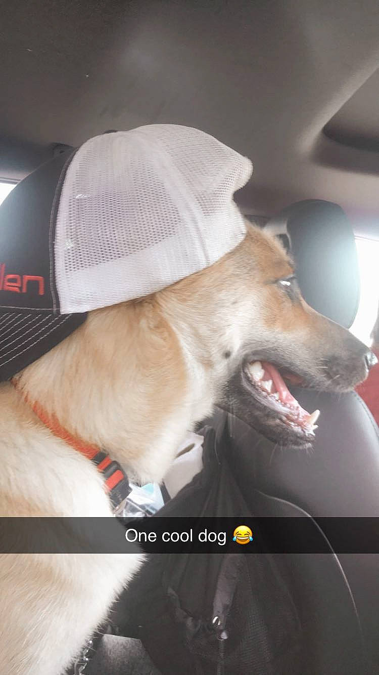 Sheba is registered to the contest to win money with this photo: automotive_lighting, cap, car_seat, car_seat_cover, carnivore, collar, comfort, companion_dog, dog, dog_breed, dog_collar, dog_supply, fawn, hat, leash, seat_belt, snout, vehicle_door, whiskers, windscreen_wiper