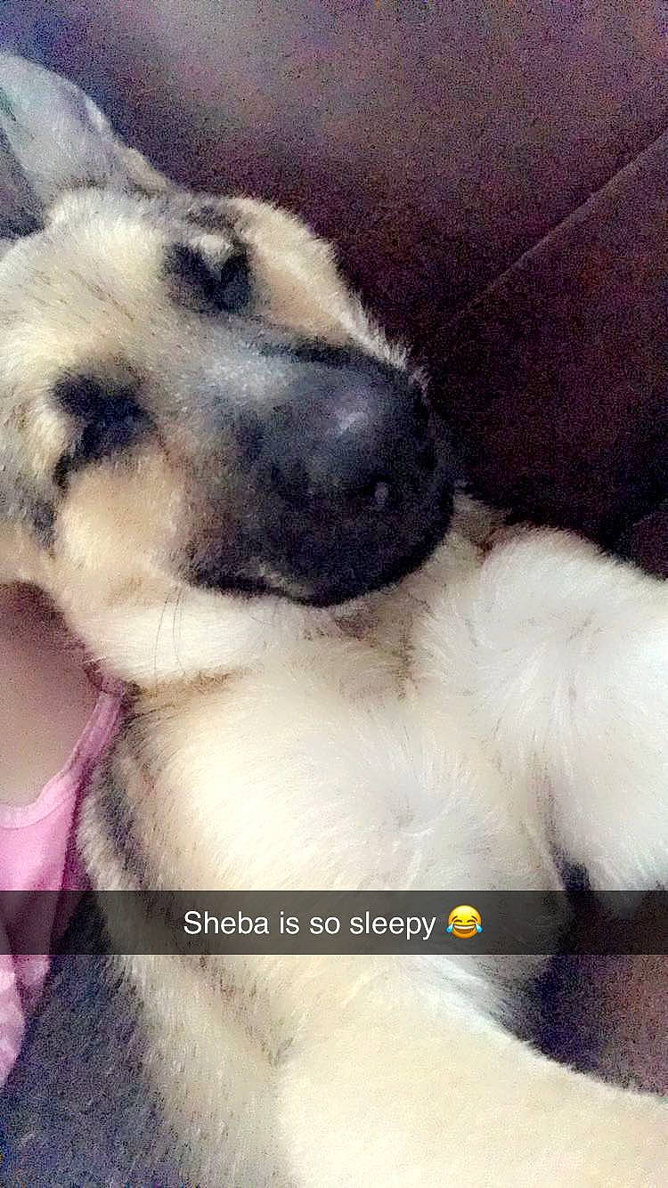 Sheba joined the competition — help win amazing prizes! canidae, carnivore, cloud, comfort, companion_dog, dog, dog_breed, fawn, felidae, fur, happy, paw, photo_caption, puppy_love, sky, snout, sporting_group, street_dog, toy_dog, whiskers