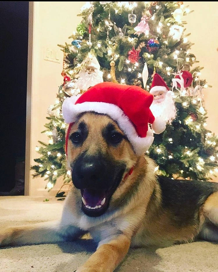 Sheba is registered to the contest to win money with this photo: carnivore, christmas, christmas_decoration, christmas_ornament, christmas_tree, companion_dog, dog, dog_breed, event, evergreen, fawn, fur, happy, holiday, holiday_ornament, ornament, plant, snout, sporting_group, tree