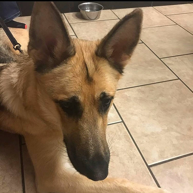 Sheba joined the competition — help win amazing prizes! canidae, carnivore, companion_dog, dog, dog_breed, door, east_european_shepherd, fawn, flooring, fur, german_shepherd_dog, herding_dog, jaw, snout, sporting_group, terrestrial_animal, tile_flooring, whiskers, working_animal, working_dog