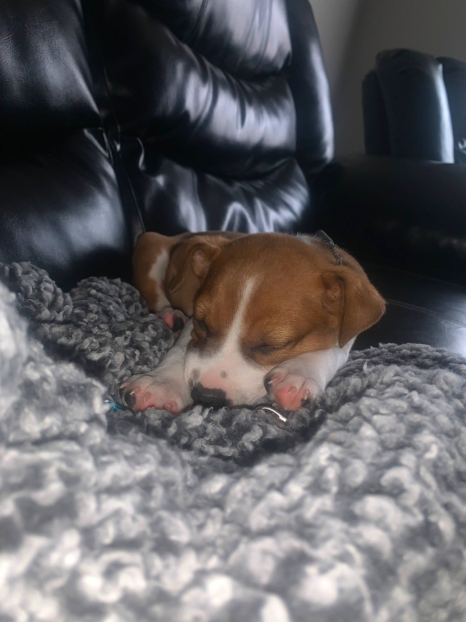 Rip joined the competition — help win amazing prizes! brown, canidae, carnivore, comfort, companion_dog, couch, dog, dog_breed, fawn, floor, flooring, fur, hardwood, linens, living_room, snout, sporting_group, tail, whiskers, wood