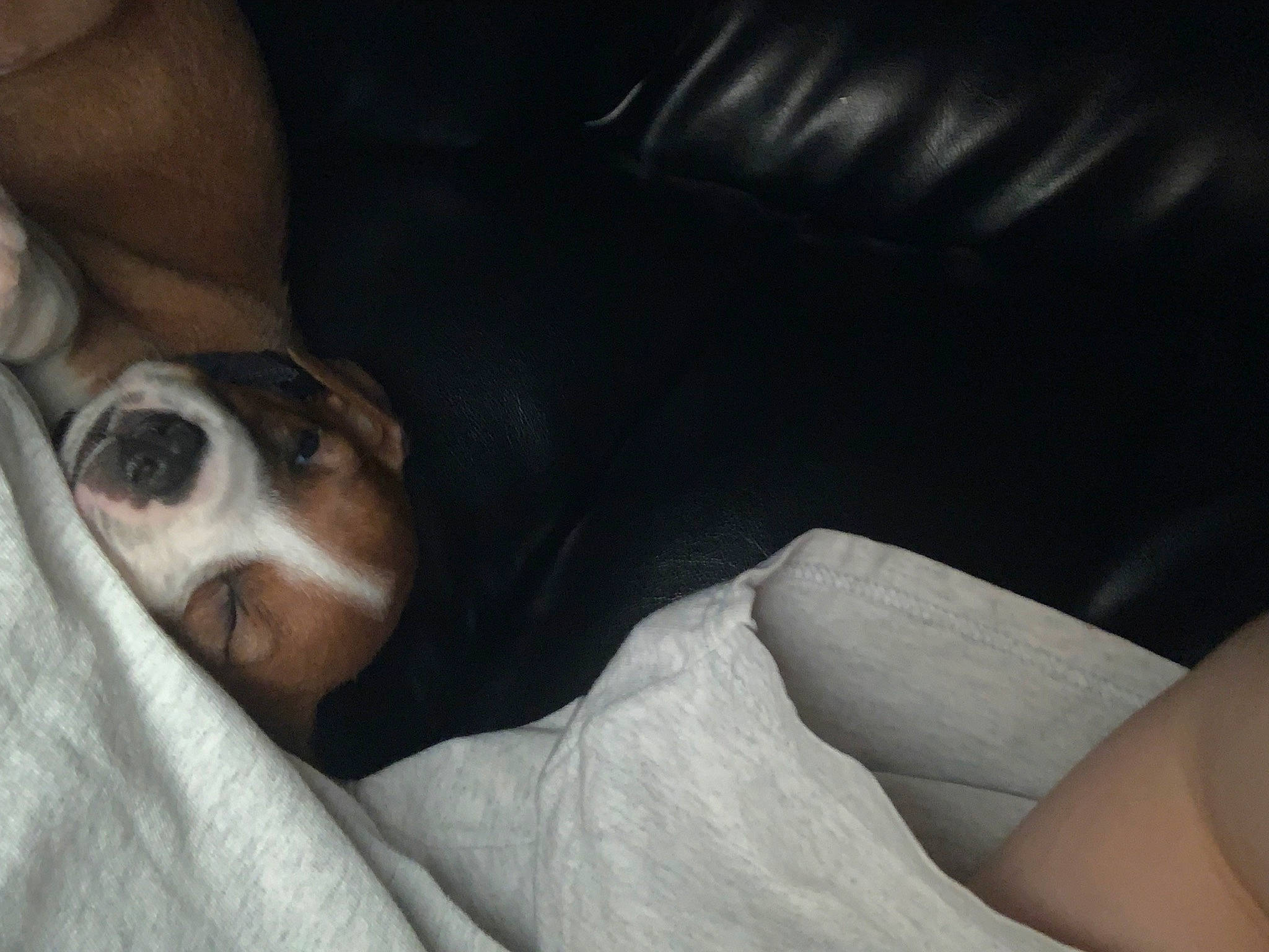 Rip is registered to the contest to win money with this photo: beagle, canidae, carnivore, comfort, companion_dog, dog, dog_breed, ear, fawn, head_restraint, hound, human_leg, knee, linens, nap, paw, scent_hound, snout, sporting_group, whiskers