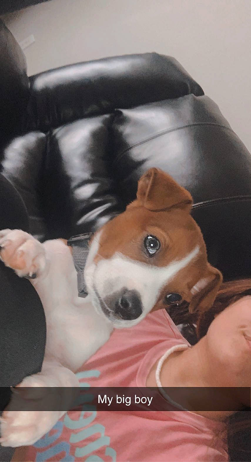 Rip is registered to the contest to win money with this photo: canidae, carnivore, collar, comfort, companion_dog, couch, dog, dog_breed, dog_supply, ear, fawn, fur, liver, pet_supply, photo_caption, puppy_love, snout, sporting_group, whiskers, working_animal