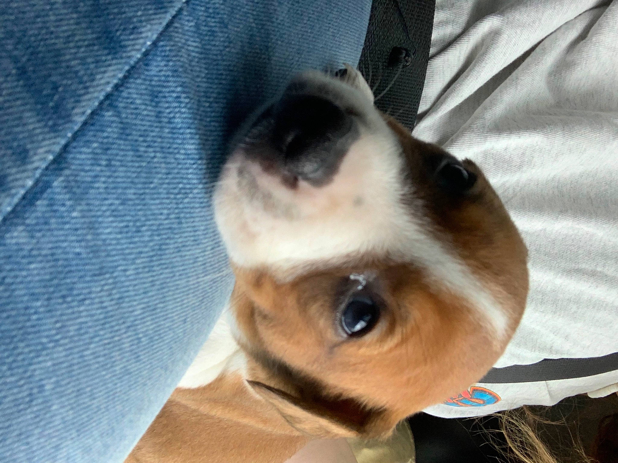 Rip is registered to the contest to win money with this photo: canidae, carnivore, collar, companion_dog, dog, dog_breed, dog_collar, ear, eye, eyelash, fawn, felidae, fur, paw, small_to_medium_sized_cats, snout, sporting_group, toy_dog, whiskers, working_animal