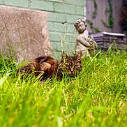 Waffle joined the competition — help win amazing prizes! cat, tabby_cat, grass, garden, statue, outdoor, greenery, animal, nature, plant, feline, mammal, pet, wildlife, blurred_background, crouching, closeup, daylight, yard, curious