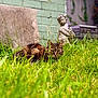 cat, tabby_cat, grass, garden, statue, outdoor, greenery, animal, nature, plant, feline, mammal, pet, wildlife, blurred_background, crouching, closeup, daylight, yard, curious