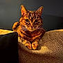 Waffle is registered to the contest to win money with this photo: cat, tabby_cat, feline, pet, indoor, couch, furniture, whiskers, ears, fur, striped, relaxed, animal, mammal, cozy, home, resting, portrait, warm_lighting, dark_background