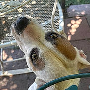 Petunia is registered to the contest to win money with this photo: brown_patches, canine, chair, close_up, curious, deck, dog, ears, eyes, face, funny, garden, metal_chair, nose, outdoor, patio, pet, portrait, sunlight, white_fur