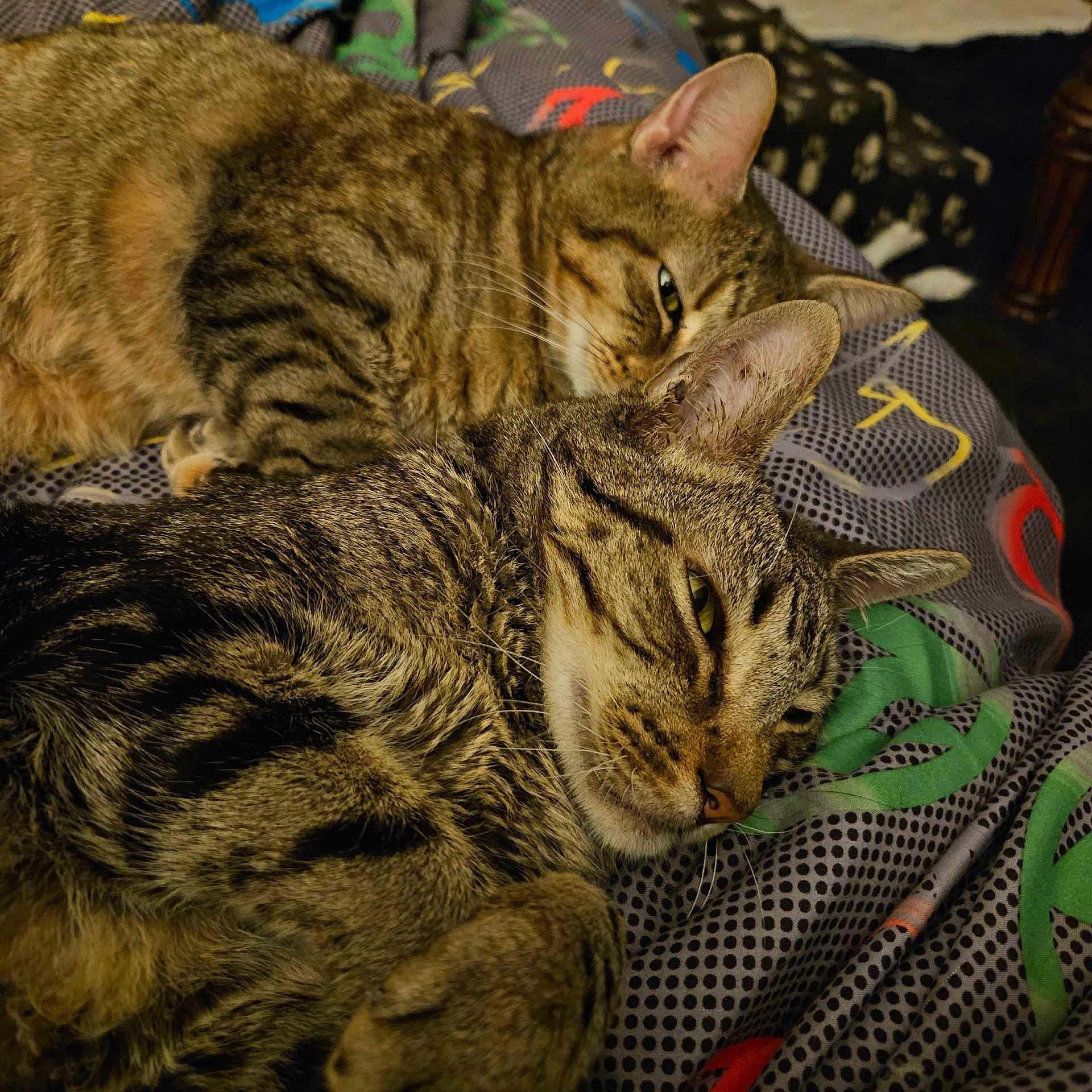 Bitty And Bo Bo is registered to the contest to win money with this photo: animal, bed, blanket, cat, closeup, companion, cute, domestic_cat, ears, feline, fur, indoor, pattern, pet, relaxed, resting, sleeping, tabby_cat, two_cats, whiskers