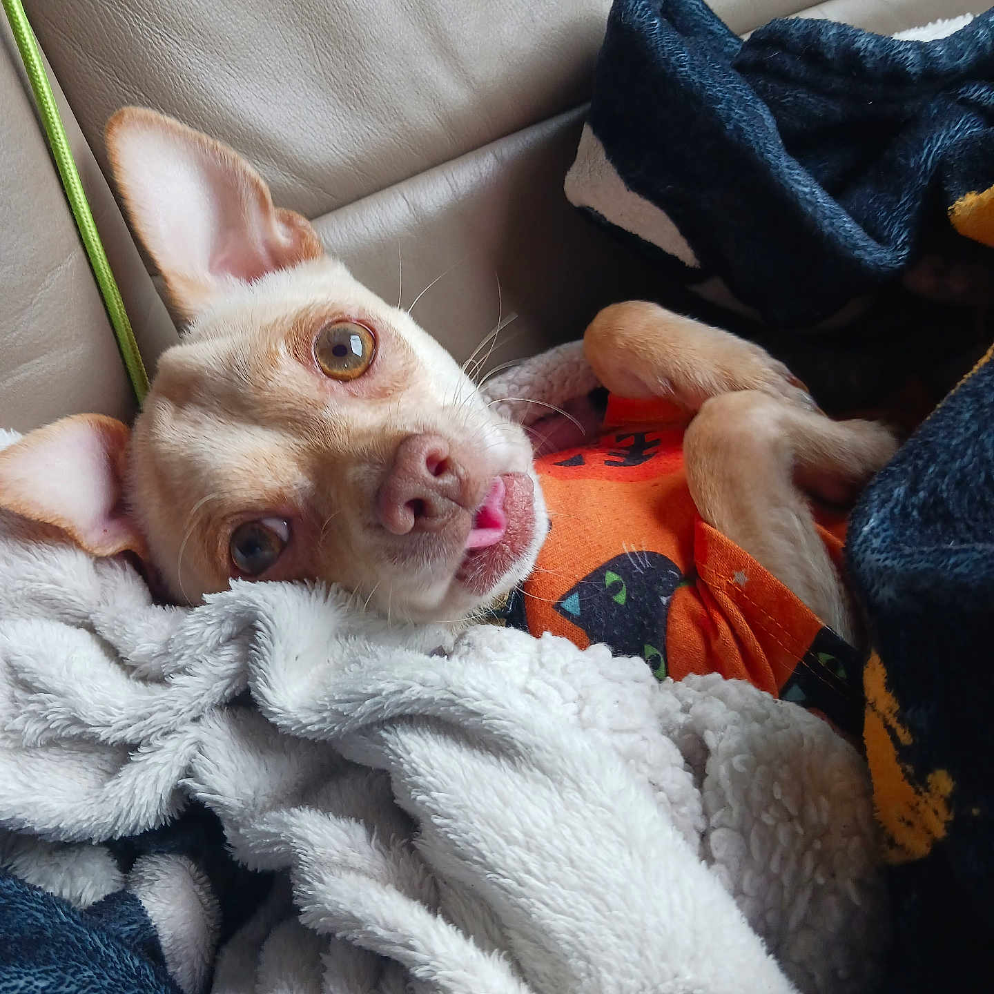 Mizz is registered to the contest to win money with this photo: animal_clothing, blanket, brown_eyes, companion, cozy, cute, cute_pet, dog, ears, fur, indoors, leather_couch, orange_clothing, pet, relaxed, resting, small_dog, soft_texture, tongue_out, wrapped