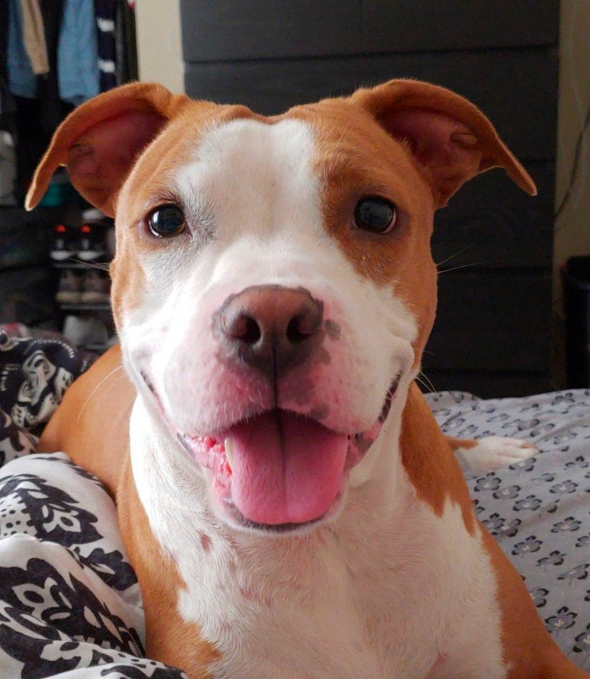 Gia joined the competition — help win amazing prizes! canidae, carnivore, collar, companion_dog, dog, dog_breed, fawn, jaw, liver, non_sporting_group, pet_supply, snout, sporting_group, whiskers, working_animal, working_dog